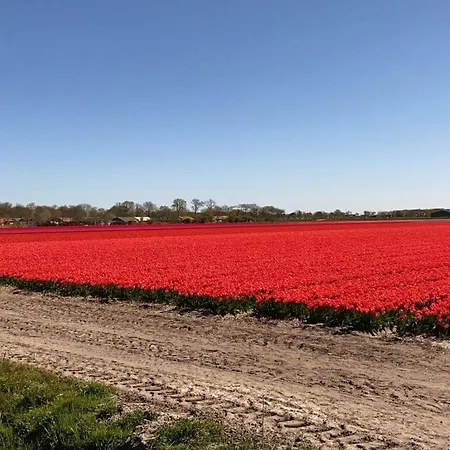 Noordzee Omheind Met Hond * Dirkshorn